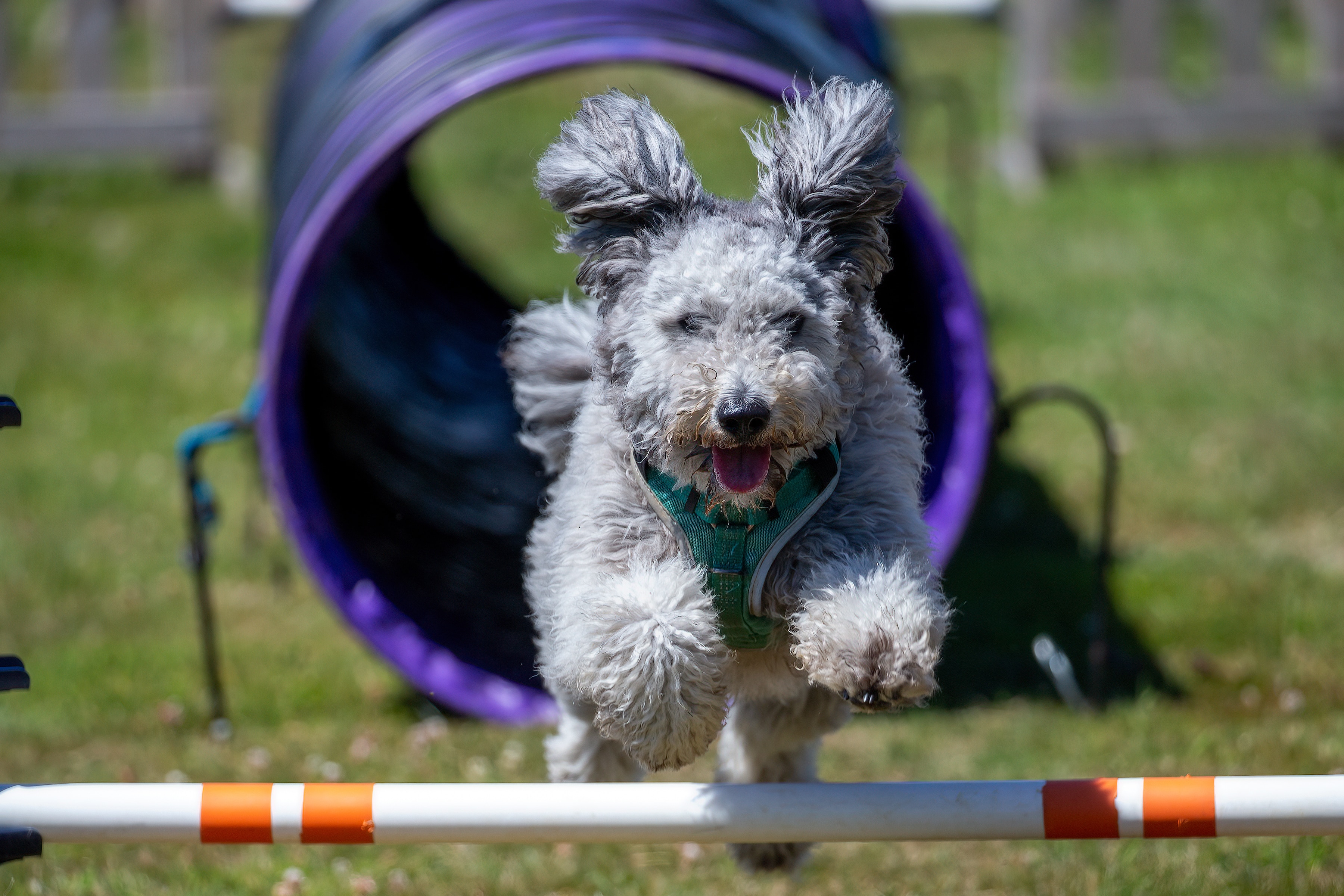 A Pumi dog jumping over a pole on an agility course.