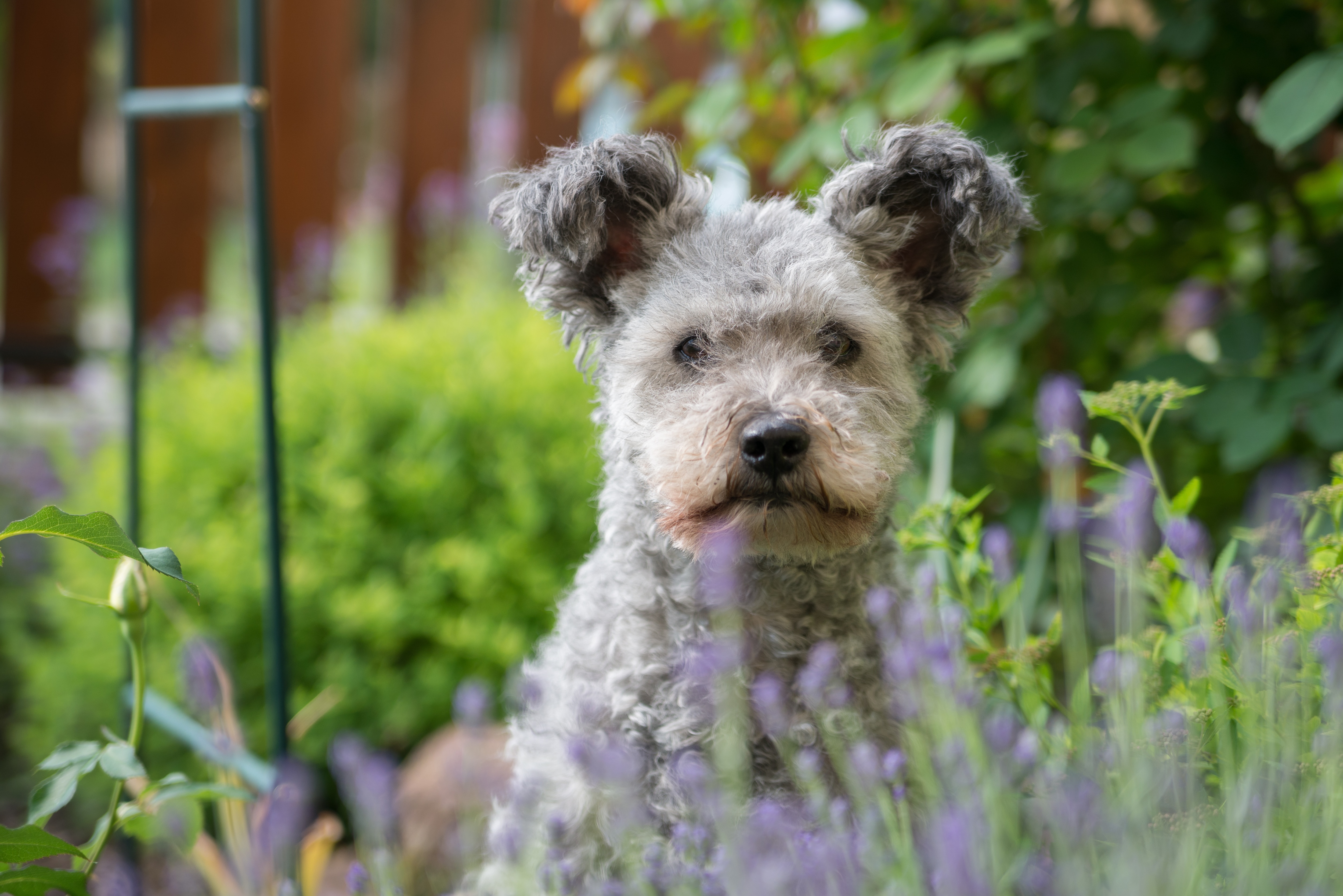 A gray Pumi sitting behind a lavender plant.